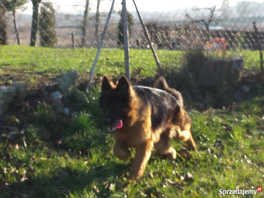 Roczny owczarek niemiecki długowłosy Konin