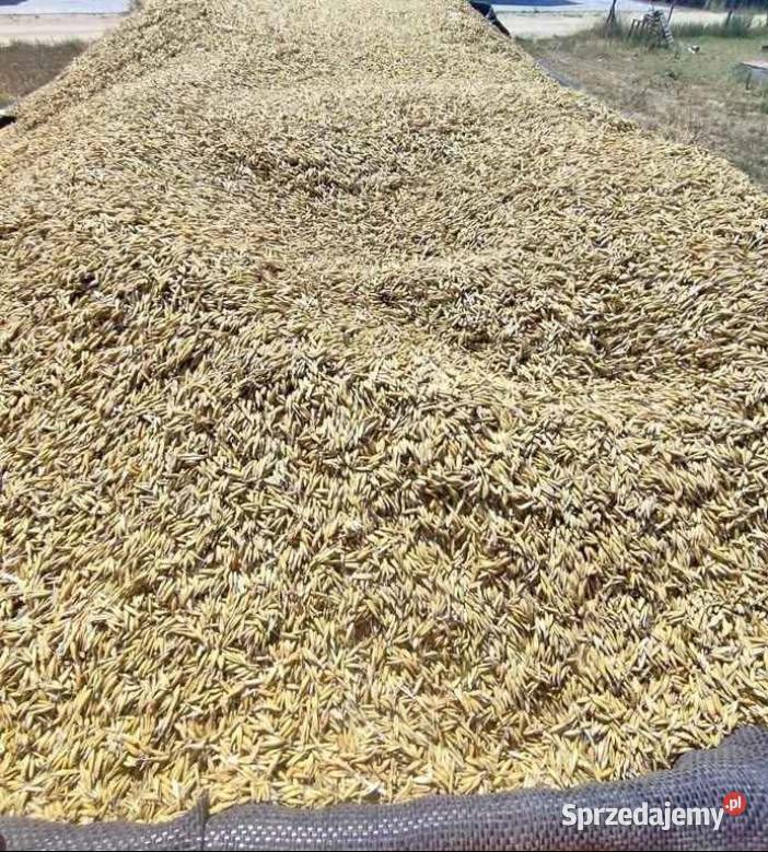Owies Sompolno sprzedam