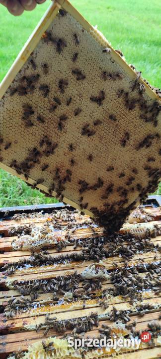 ODKŁADY PSZCZELE ROJE Pszczele RAMKA małopolskie Andrychów