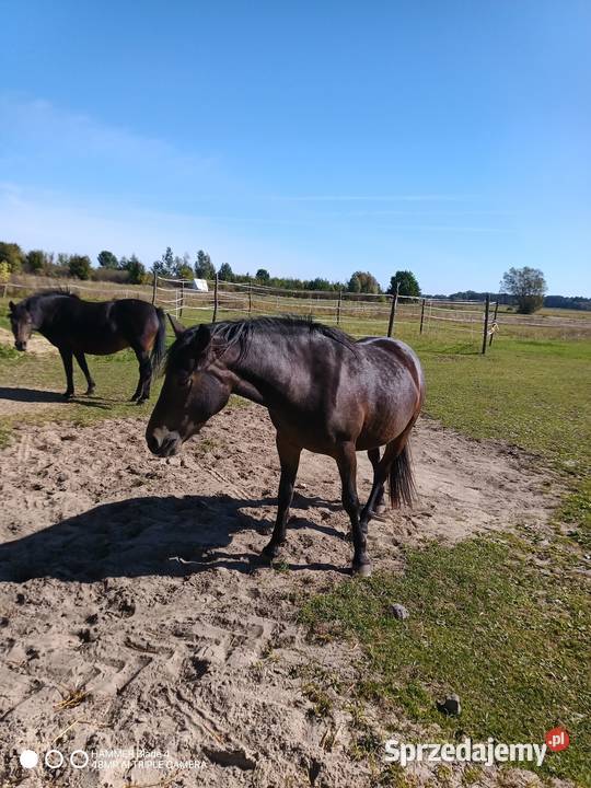 Sprzedam źrbke w typie huculskaim