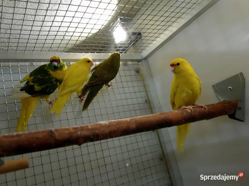 MODROLOTKI KOZY Pcim