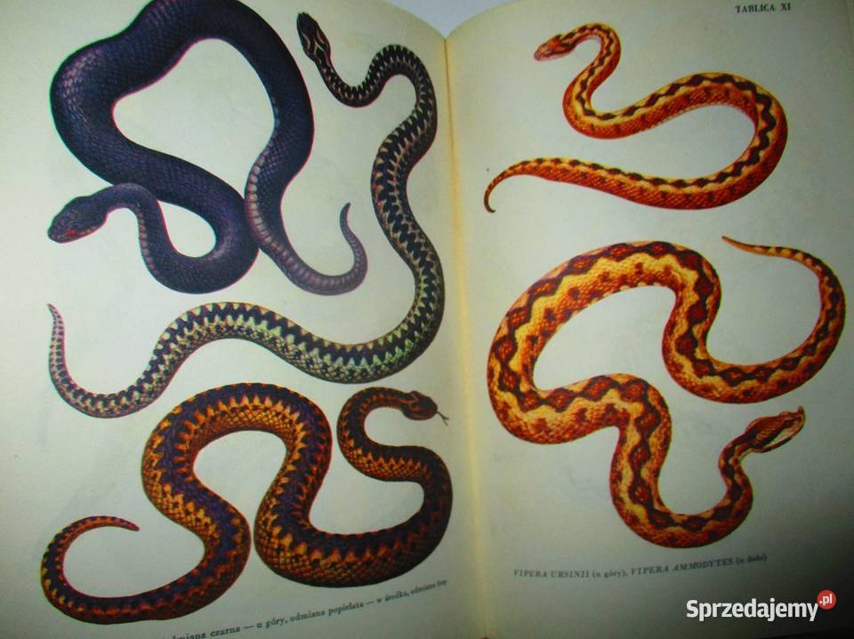 Wielki atlas ryb ryby atlas przyroda zwierzęta Książki naukowe i popularnonaukowe