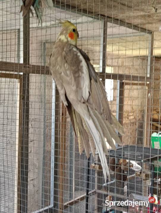 Nimfy 3 sztuki likwidacja promocja Brzeziny