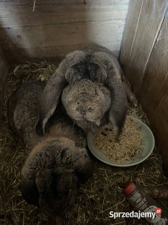 Baran francuski samiec Zwierzęta Dobra Nadzieja