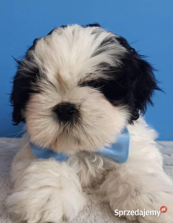 Shih Tzu piesek 4pokoleniowy rodowód ZHPR UCI sprzedam