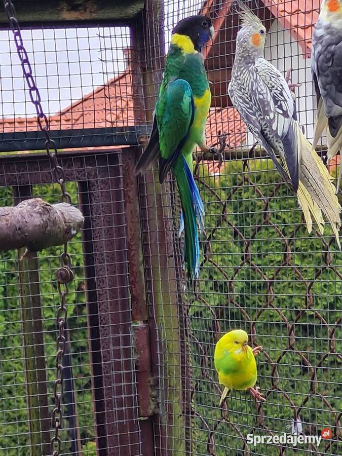 Barnard żółtobrzuchy Kraków