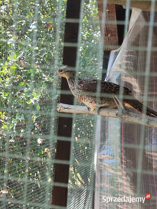 Bażanty królewskie parka śląskie Marklowice