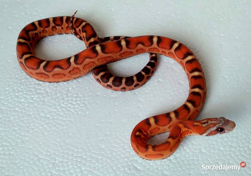 Wąż zbożowy SCALELESS węże zbożowe bezłuskie Warszawa