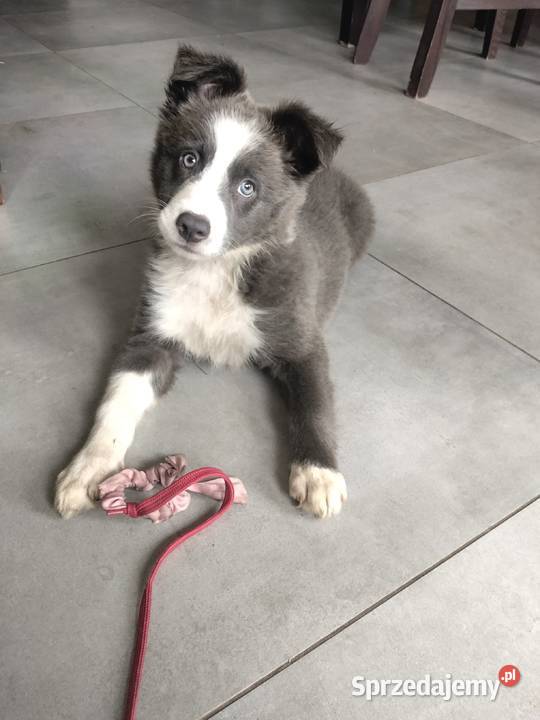 Border collie suczka blue Pozostałe Józefowo