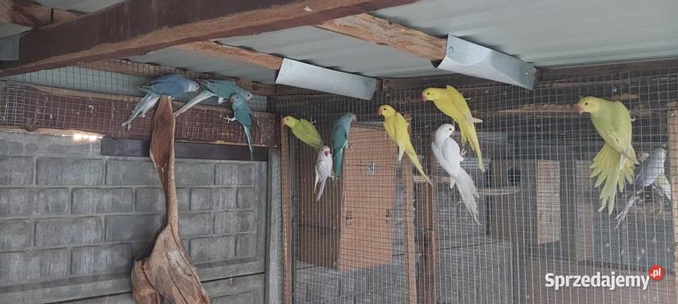 Papugi Rudosterki aleksandretty Ptaki sprzedam