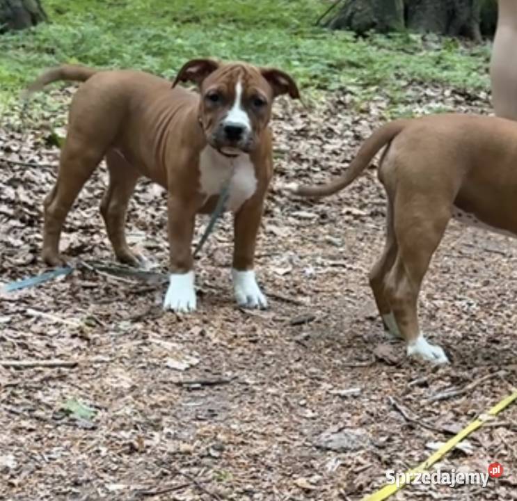 Amstaff FCI gotowy do odbioru szczeniak pomorskie Gdańsk