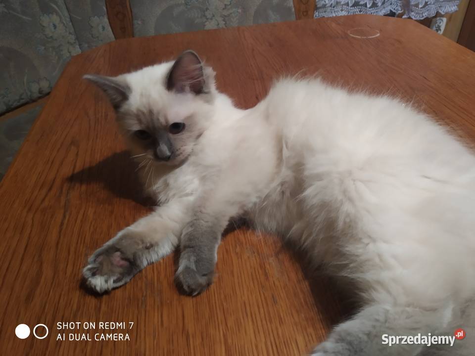 Kotka rasy Ragdoll