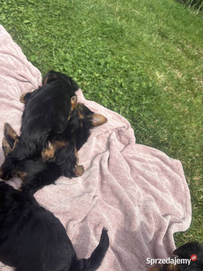 Yorki terrierki Wola Okrzejska