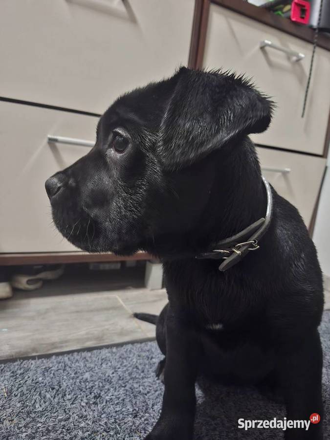 Szczeniaki Cane Corso Radom