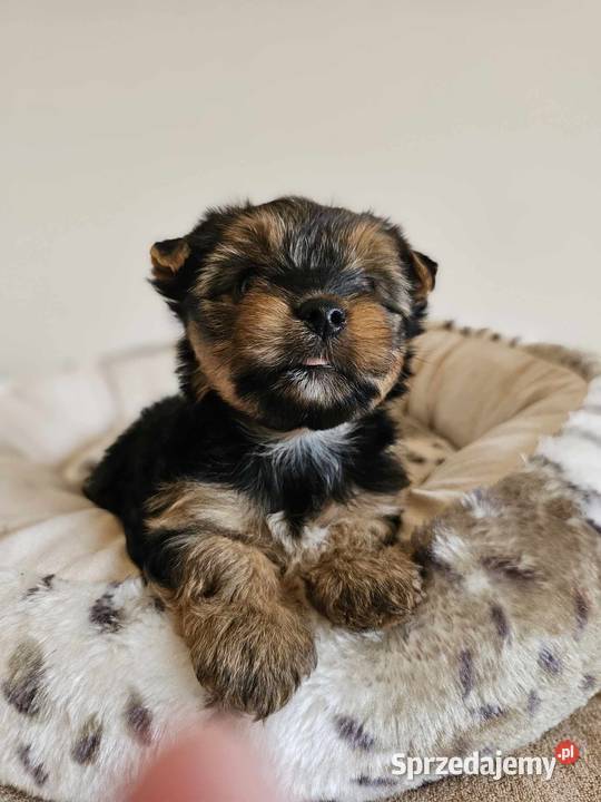 Yorkshire Terrier Samiec z Chipem Wyprawka Częstochowa