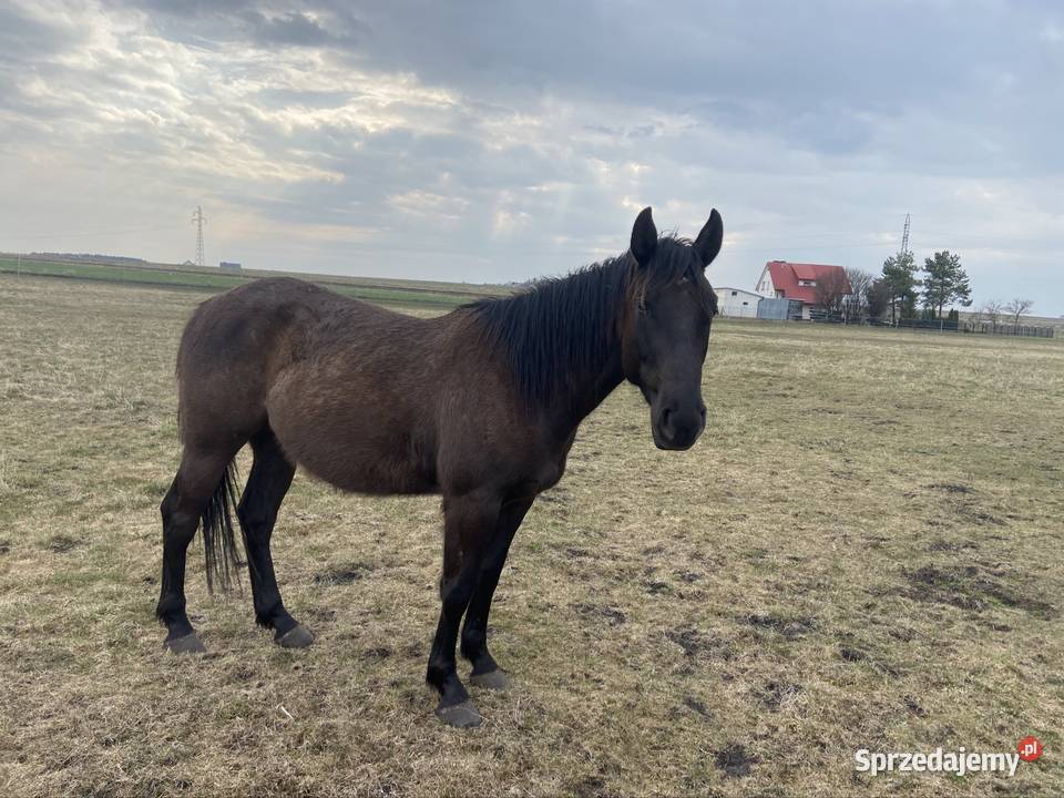 Wałach Iwar APH APALLOUS Zamość