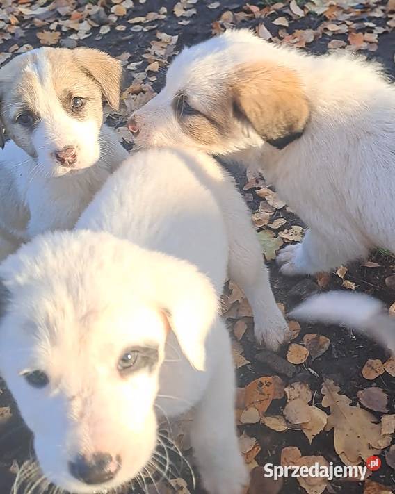 Owczarek środkowoazjatyczki szczenię