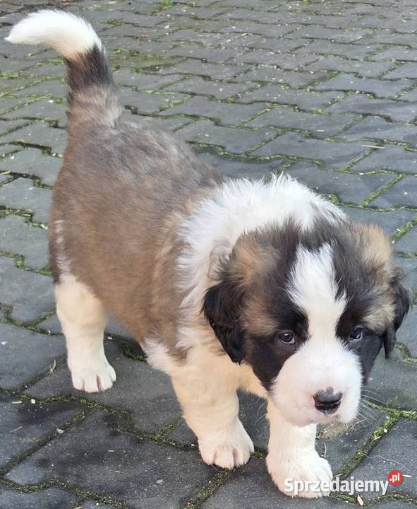 Moskiewski Pies Stróżujący Nie Bernardyn Nie