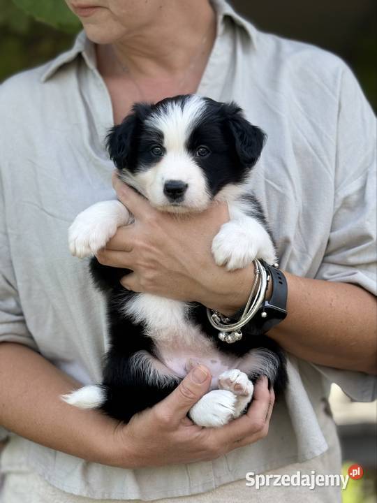 Szczenięta Border Collie FCI przebadanych Monkinie