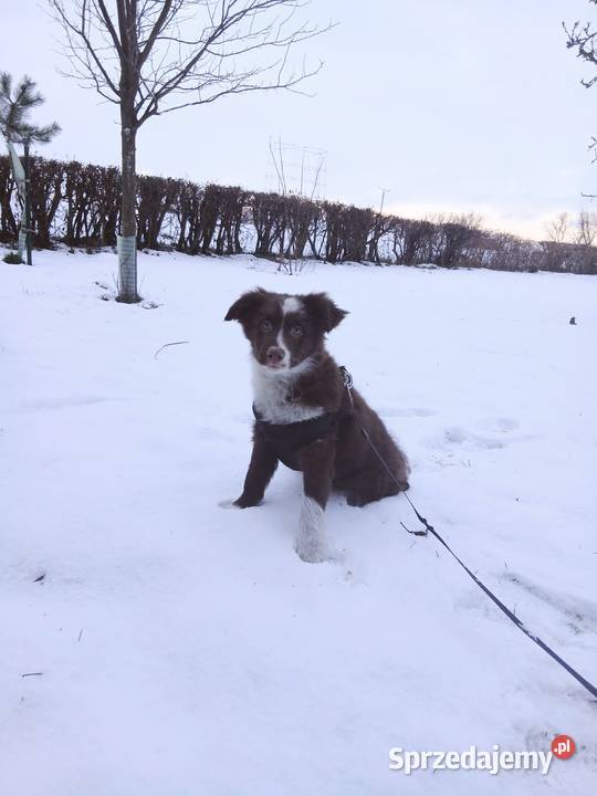 Border collie czekoladowo białe Toruń