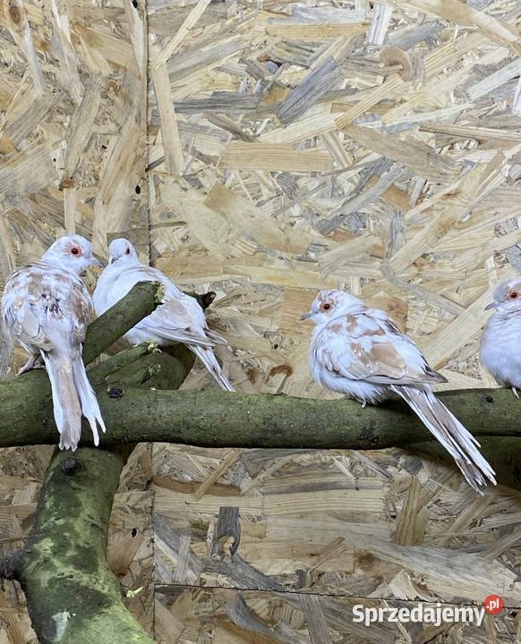 gołąbki gołąbek diamentowy