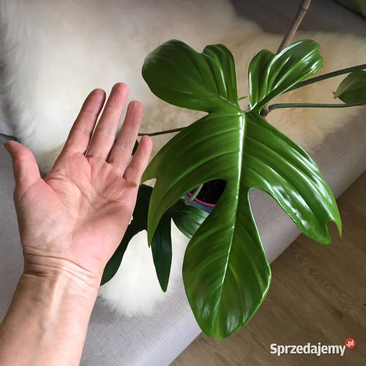 Filodendron Florida green domowa uprawa mazowieckie Warszawa sprzedam