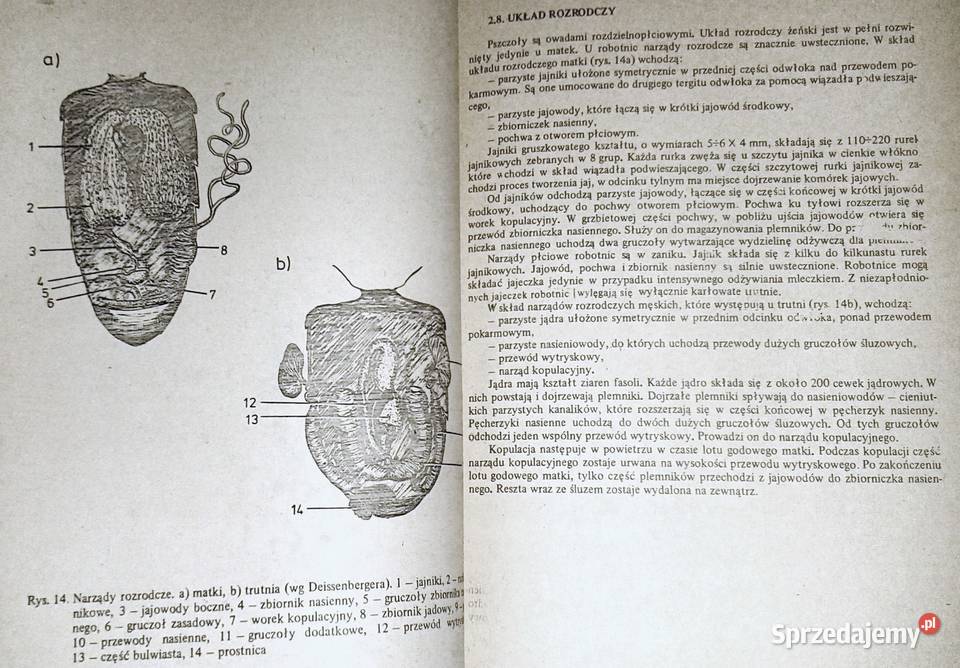 Choroby pszczół Zdzisław Gliński Jerzy Rzedzicki Chełm