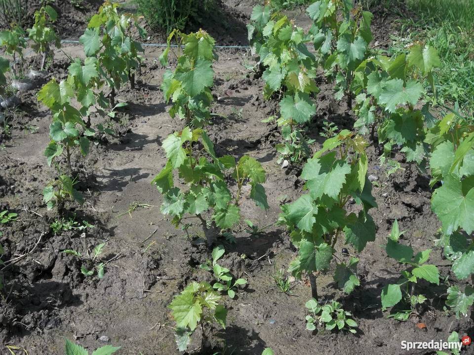 winogrono podkarpackie Dębica