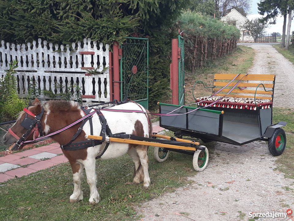 Kucyk Klaczka bryczka Konie Szabda