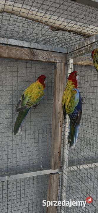 Rozelle białolice Sośnicowice