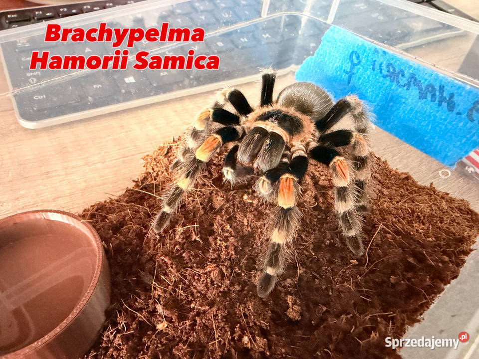 Brachypelma Hamorii Samice Samce Głogów