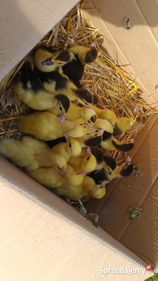 Małe kaczuszki francuskie Jędrzejów sprzedam
