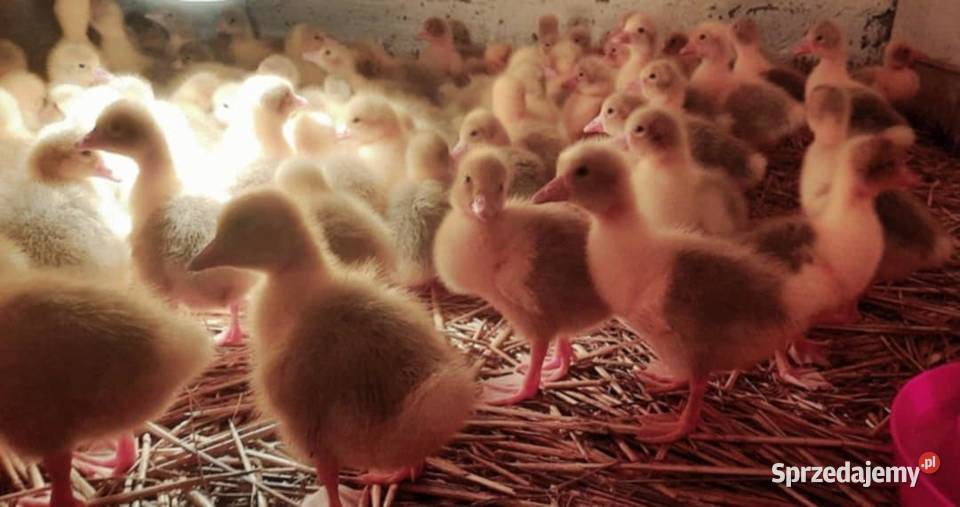 GĘSI kołudzkie białe suwalskie landes kubańskie Radwan