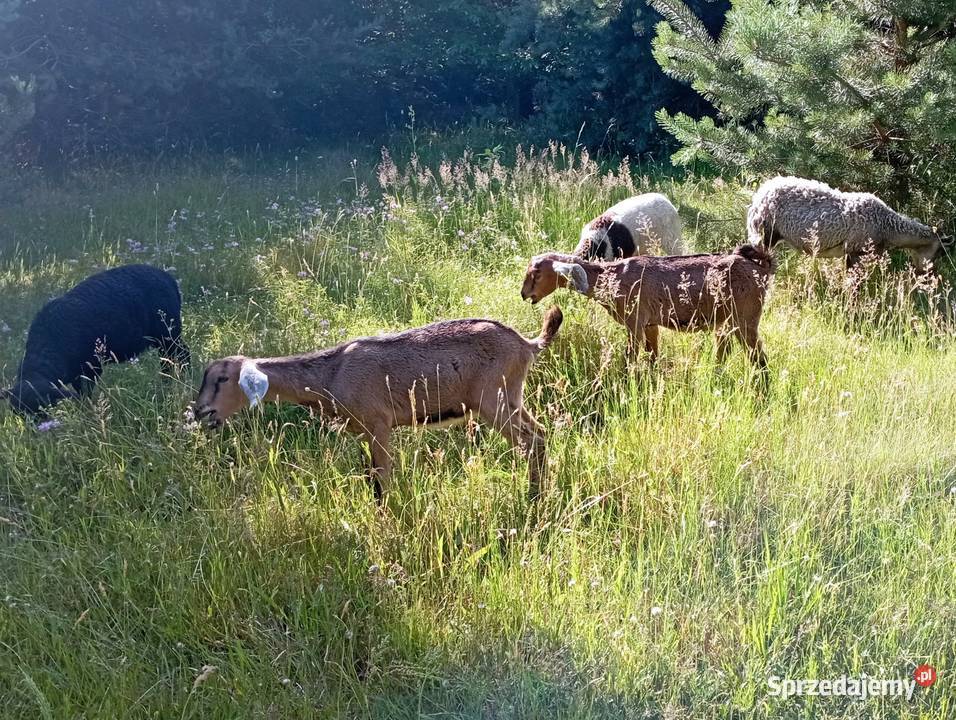 Koziołek Anglonubijski genetycznie bezbożny Tuszyn sprzedam