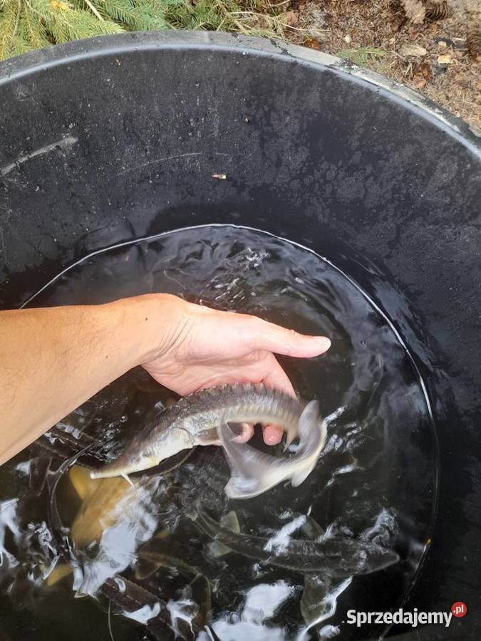 RYBY NARYBEK AMUR KARAŚ KOLOROWY JESIOTR Słupca sprzedam