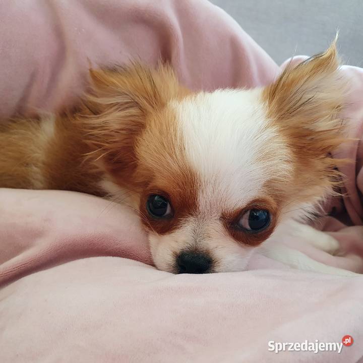 Malutki piesek chihuahua Lublin