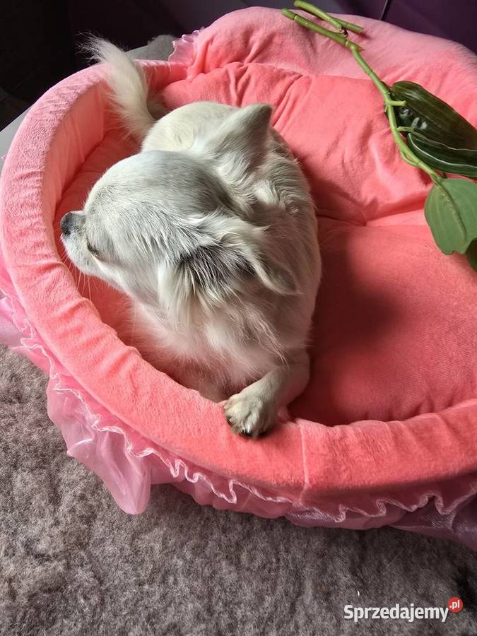 Chihuahua biało kremowa 15 roku śląskie