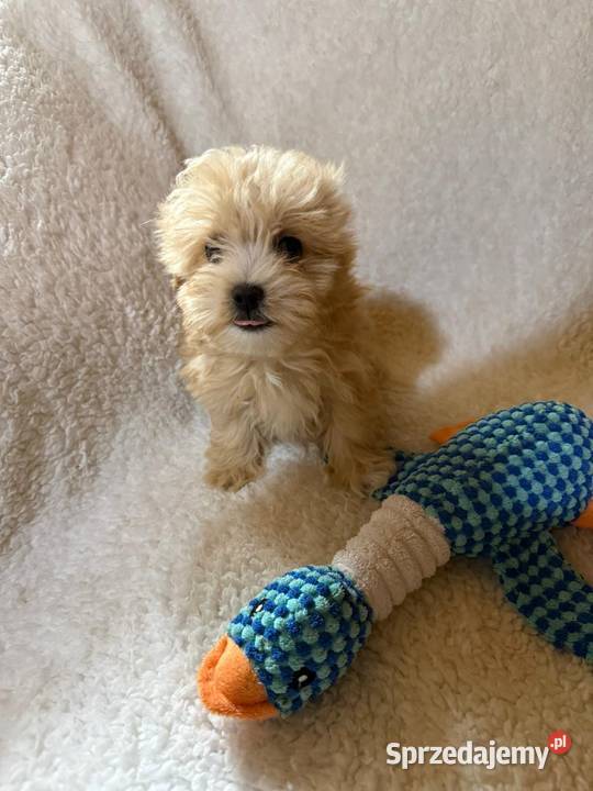 Maltipoo malutkie Maltańczykpudel toy