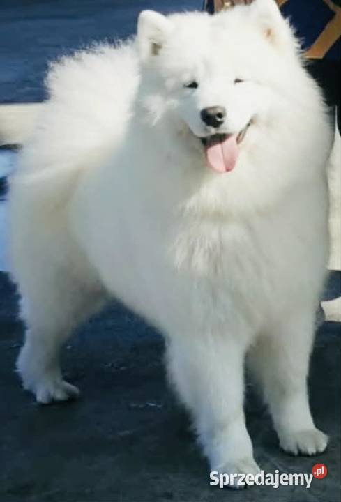 Samoyed szczenięta ZKwP Kobylanka