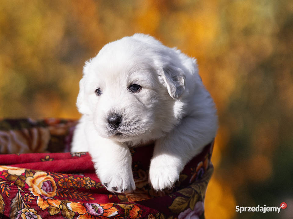 Owczarek podhalański Zabierzów