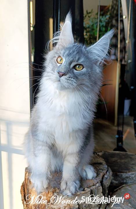 Czarny srebrzysty tikowany Maine Coon hodowlany Gdańsk
