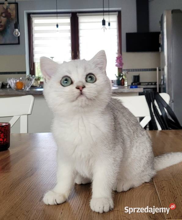 Kocięta Brytyjskie Srebrne srebrne pointy Koty Zielona Góra sprzedam