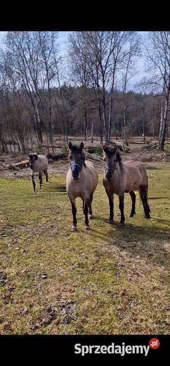 sprzedam koniki polskie 2klaczki i ogierka Olsztyn