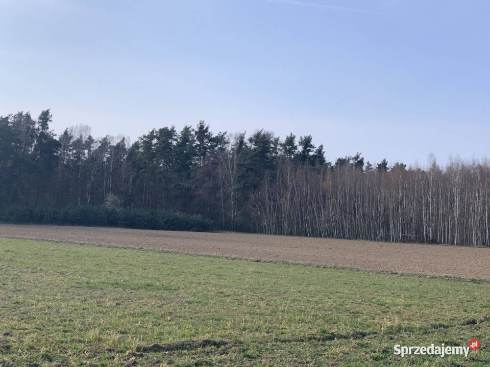 Działki rolne w Pątnowie Legnickim Pątnów Legnicki