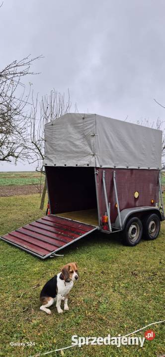 Przyczepa do przewozu zwierząt Przyczepy rolnicze Krzczonów Trzeci