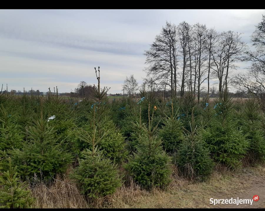 Choinki świerk hurt Ostrów Wielkopolski