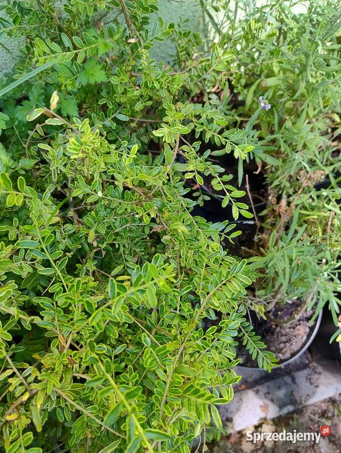 Krzewy wieloletnie do ogrodu nadwyżki Nisko