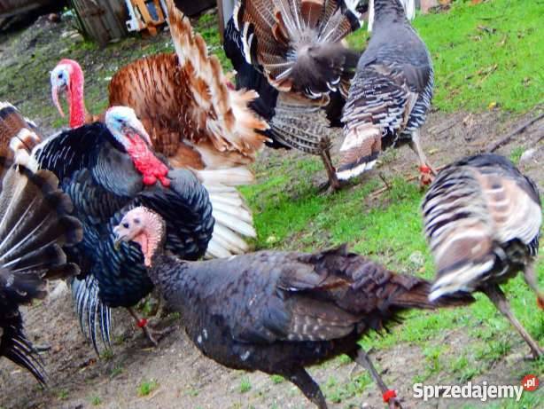 INDORY MŁODE małopolskie Słomniki