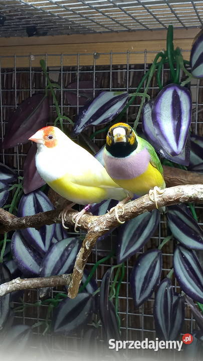 Amadyny wspaniałe Ptaki Warszawa