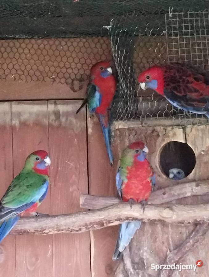 Rozella królewska 2025 Gołkowice